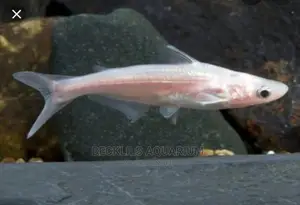 Shark Fishes