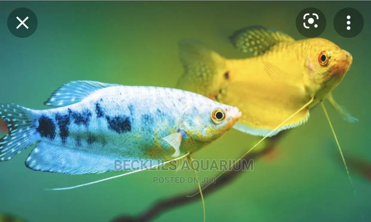 Gourami Fish