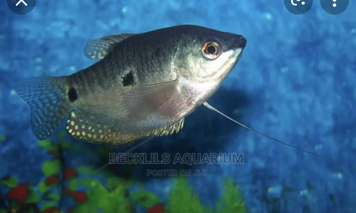 Gourami Fish