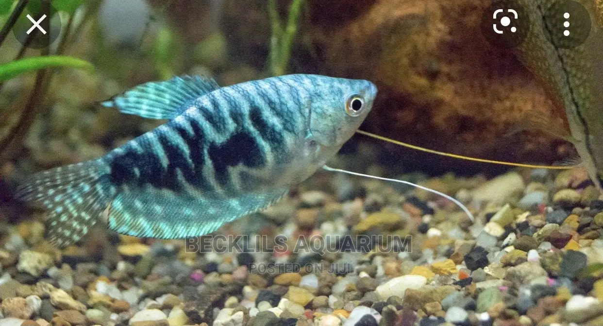 Gourami Fish