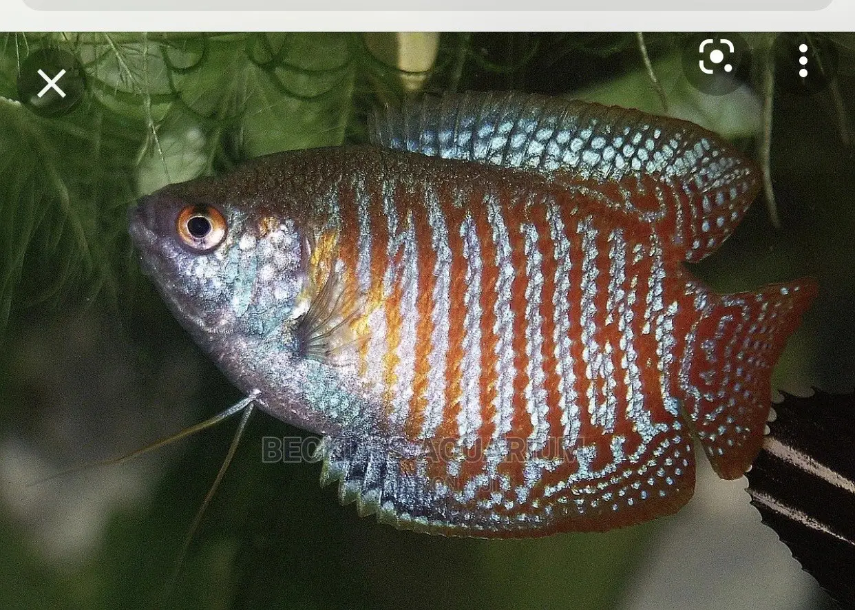 Gourami Fish