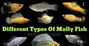 Mollies ( Available in Different Colors)