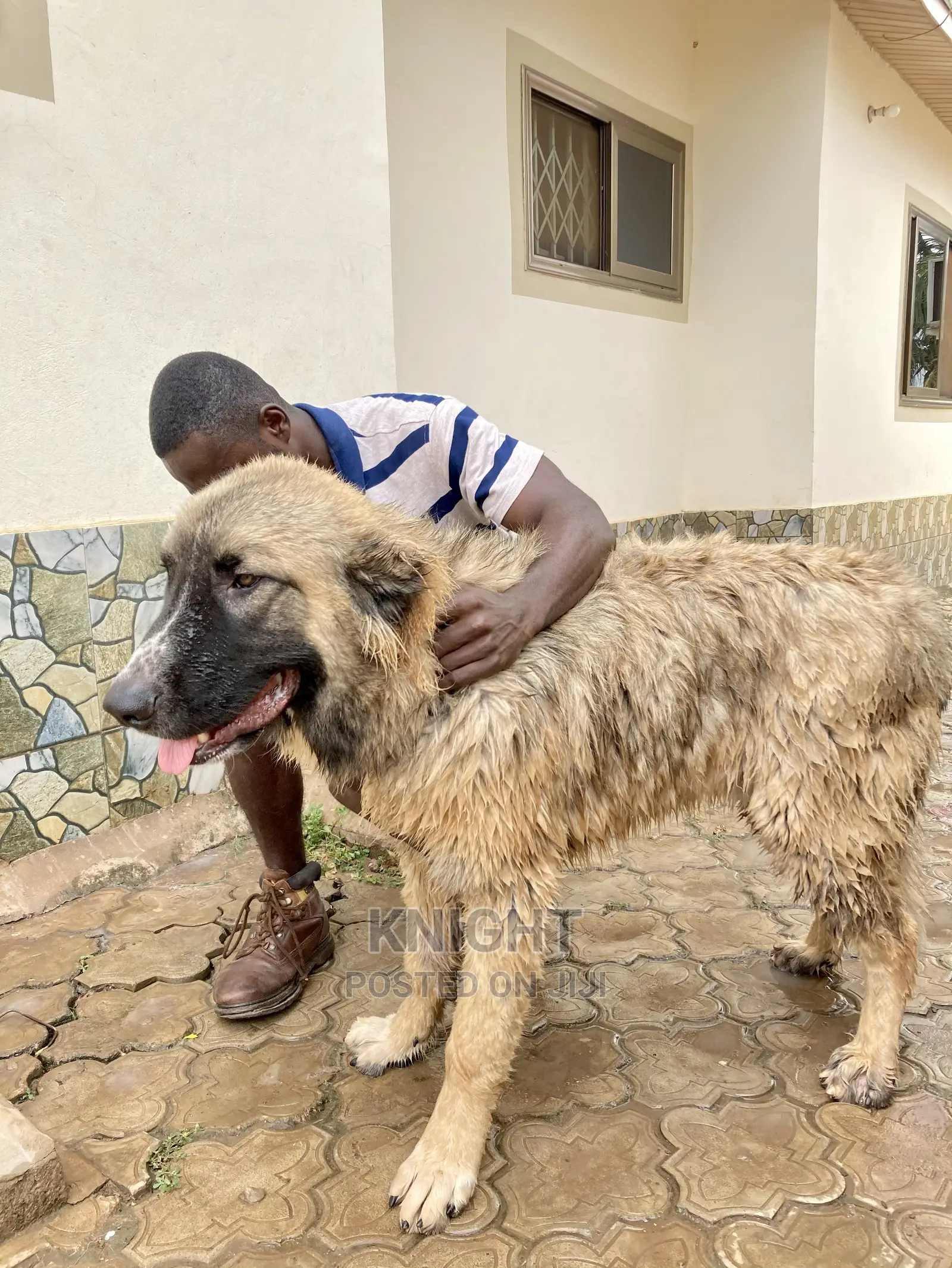 Pet Grooming Service