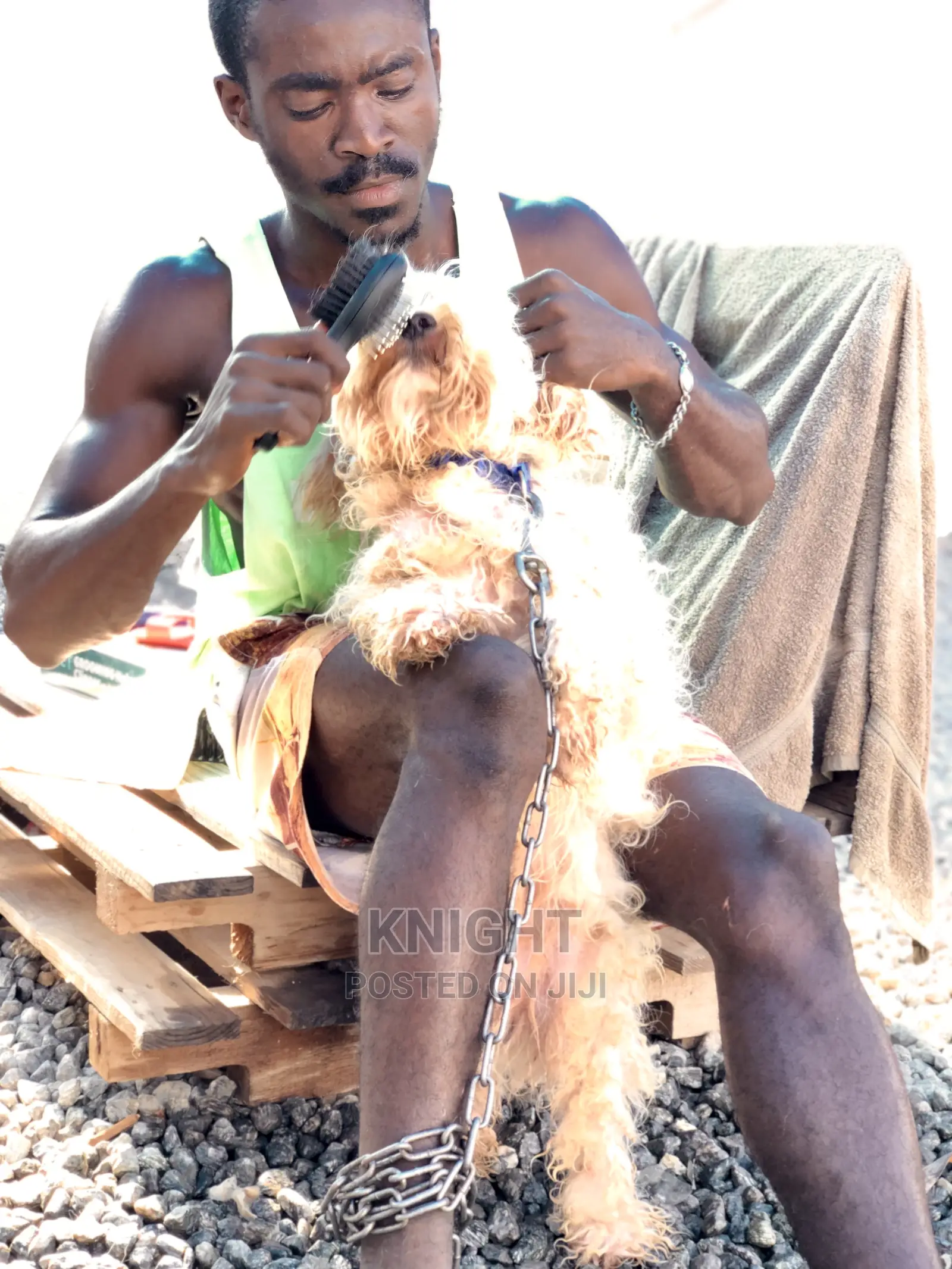 Pet Grooming Service