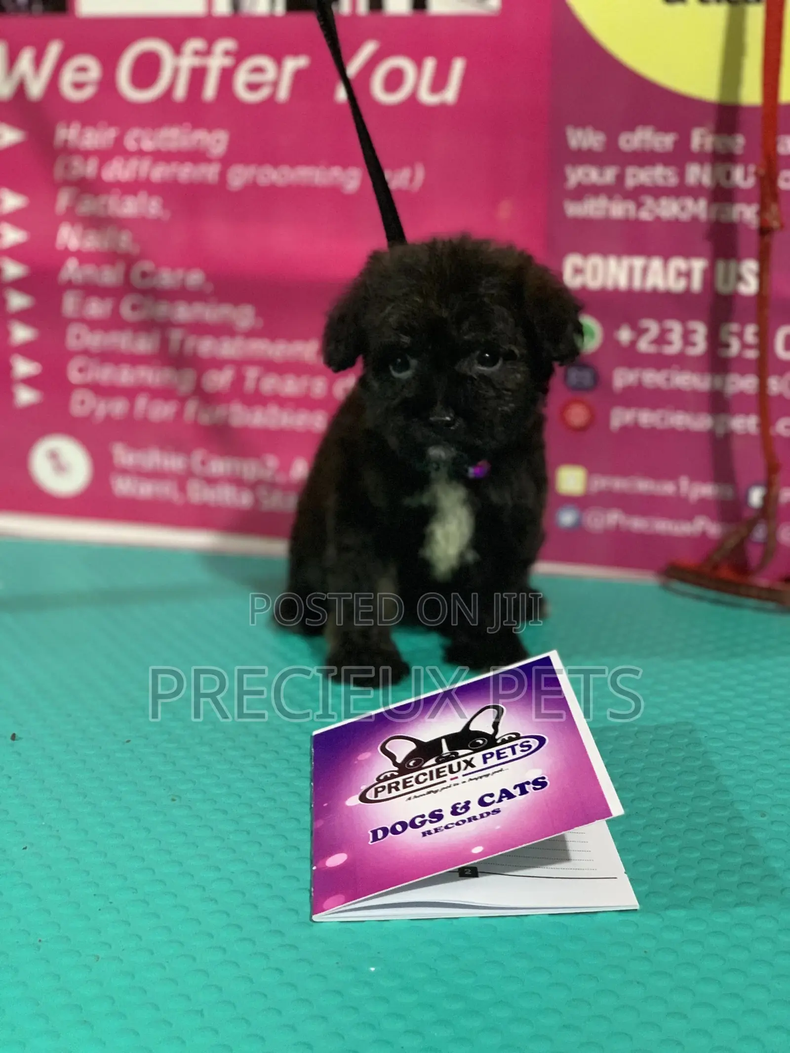 1-3 Month Female Purebred Poodle