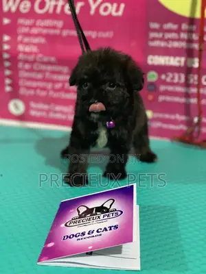 1-3 Month Female Purebred Poodle
