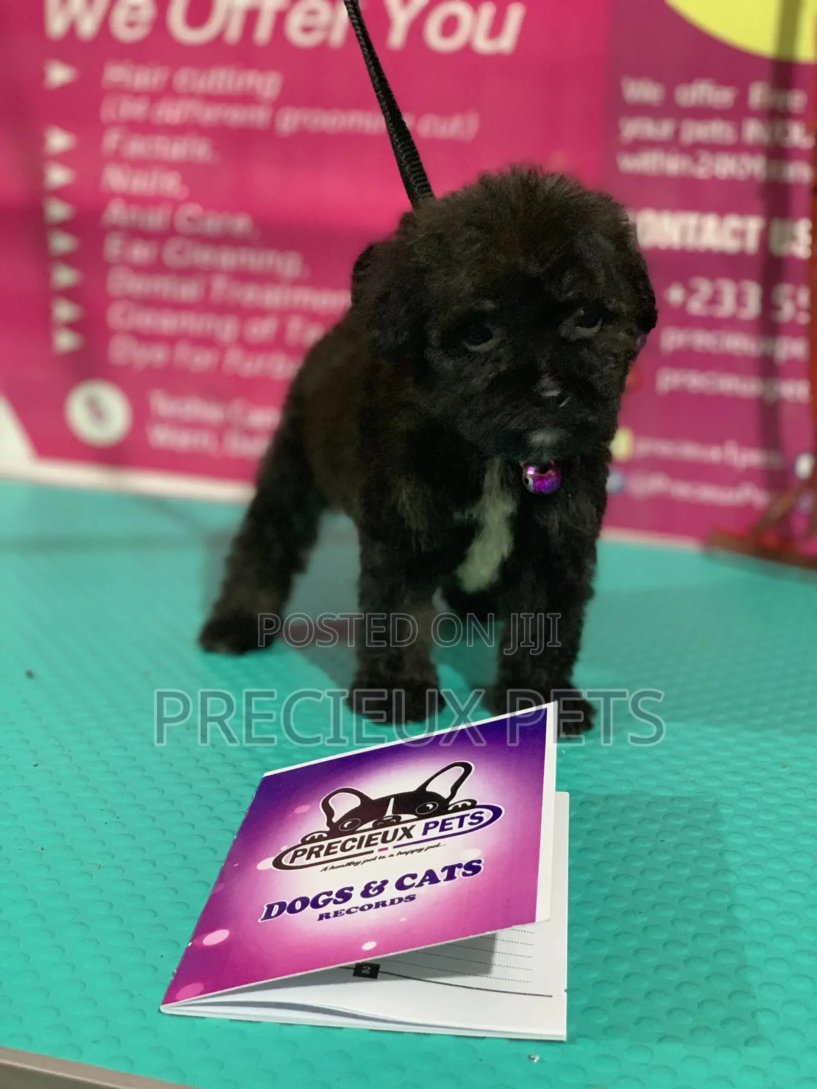 1-3 Month Female Purebred Poodle