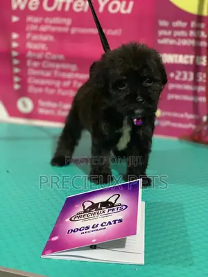 1-3 Month Female Purebred Poodle