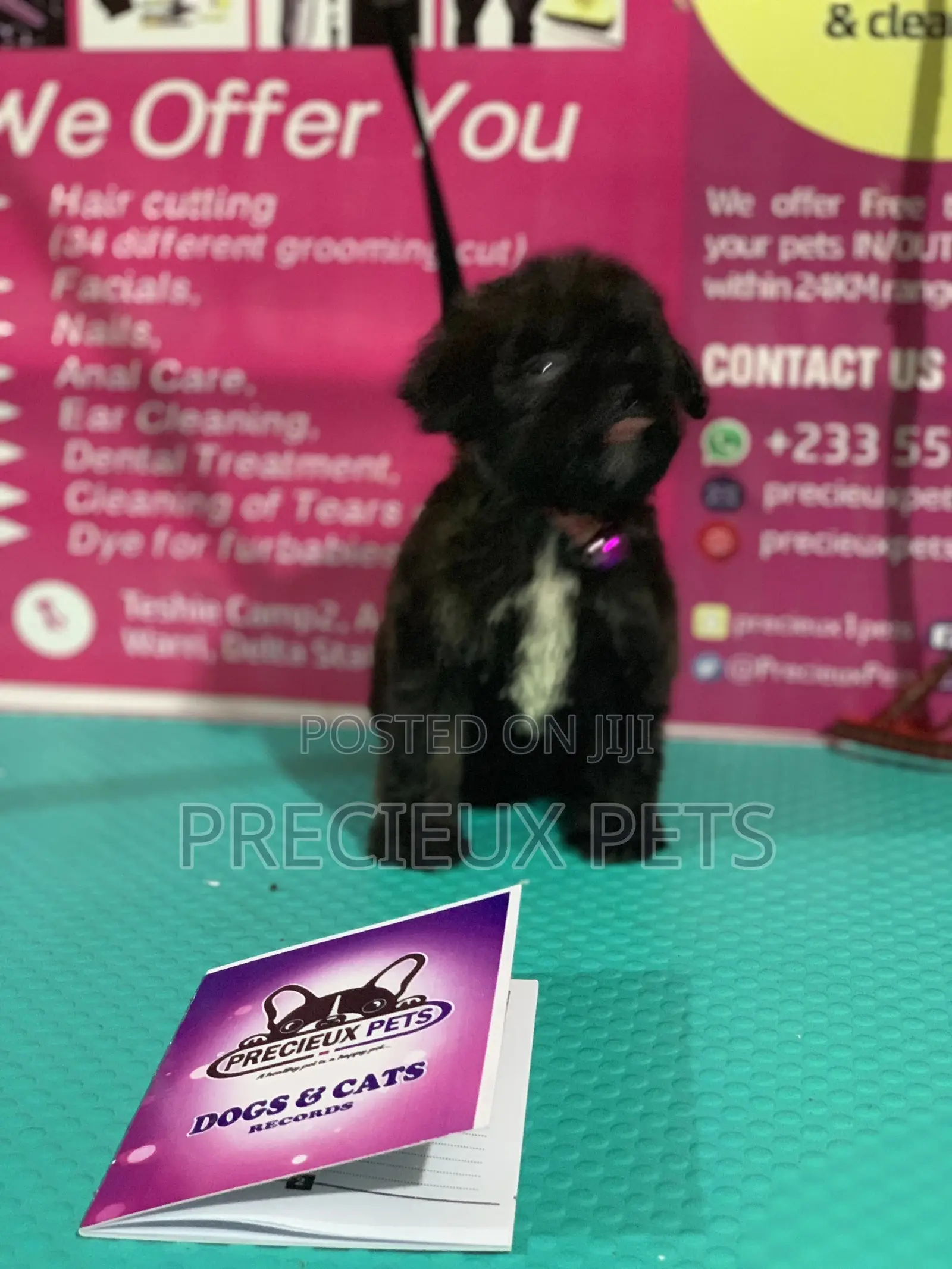 1-3 Month Female Purebred Poodle
