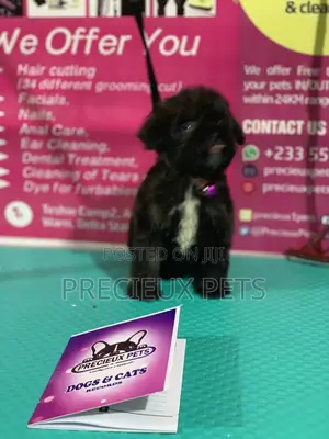 1-3 Month Female Purebred Poodle