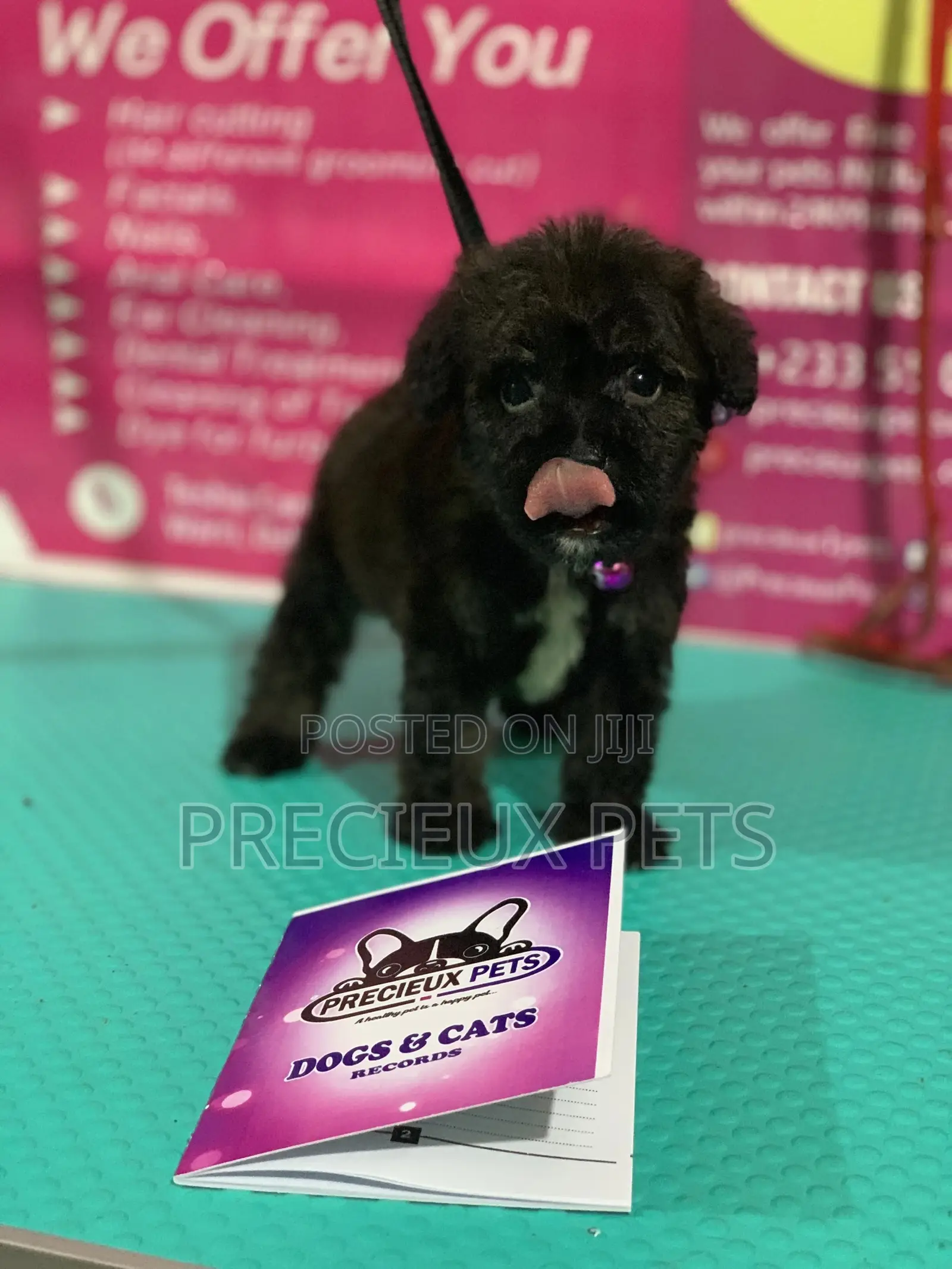1-3 Month Female Purebred Poodle