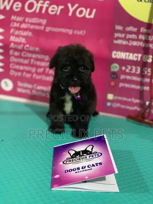 1-3 Month Female Purebred Poodle