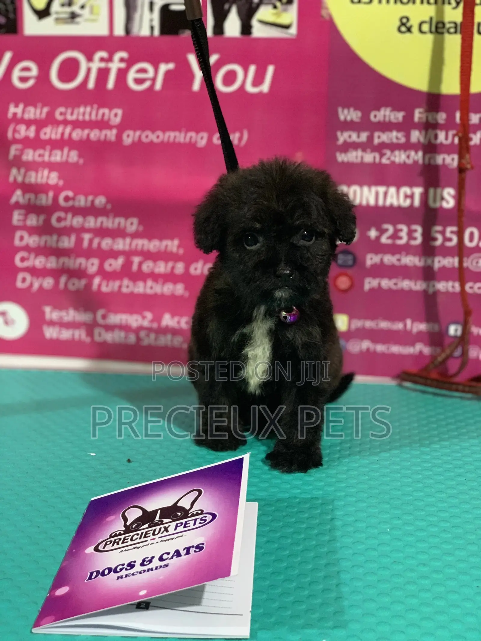 1-3 Month Female Purebred Poodle