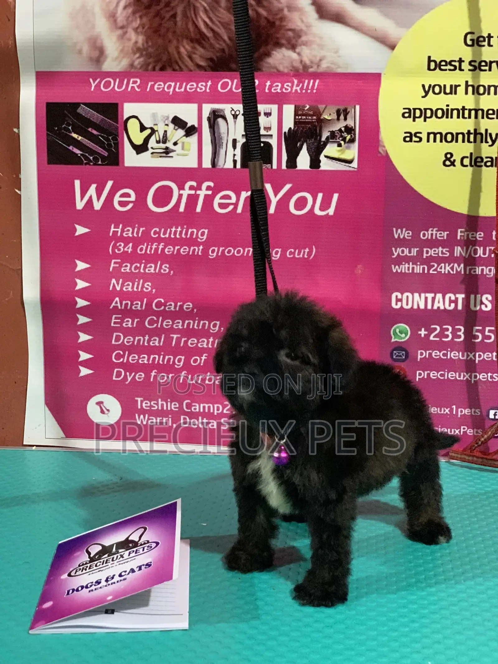 1-3 Month Female Purebred Poodle