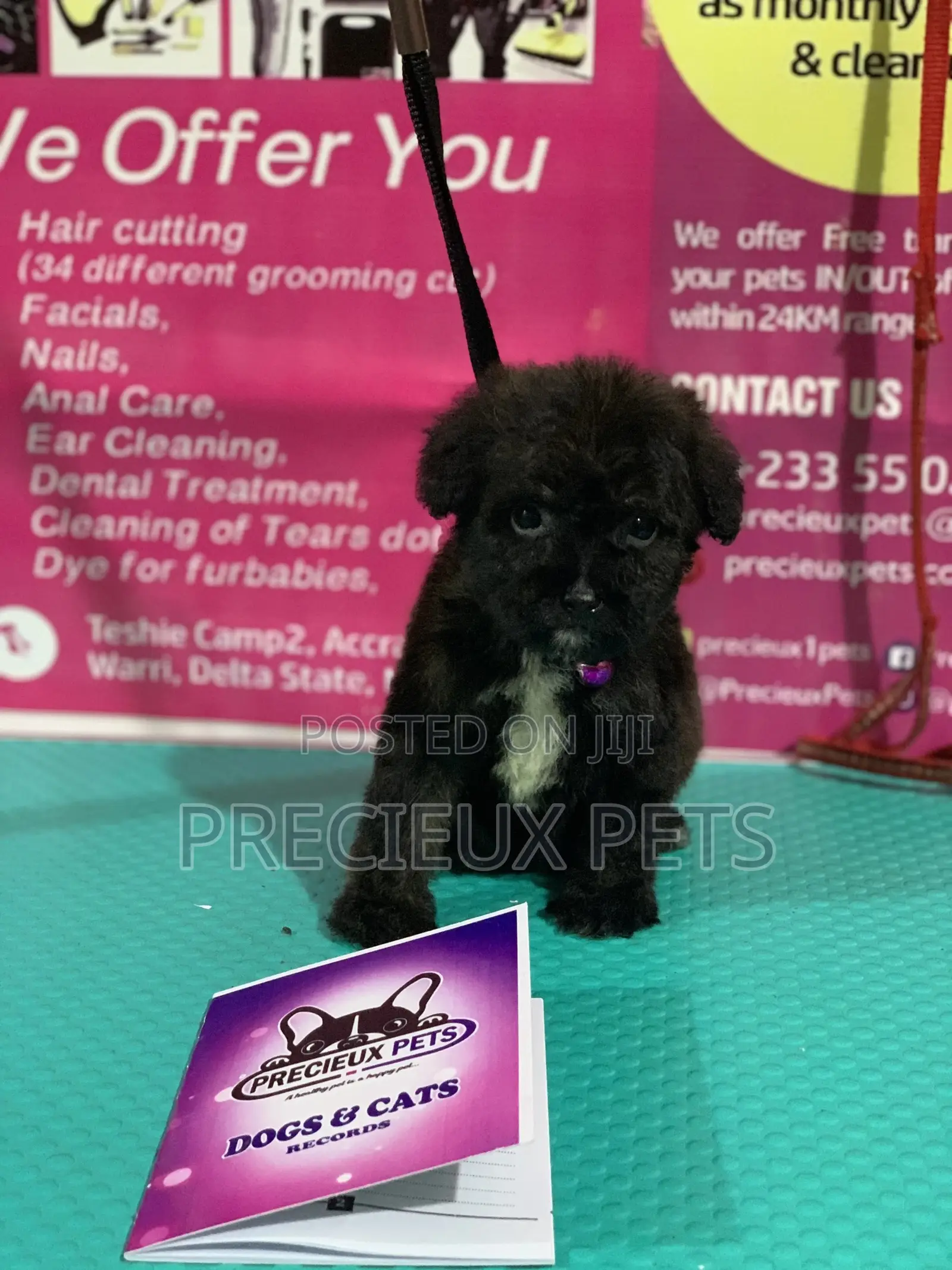 1-3 Month Female Purebred Poodle