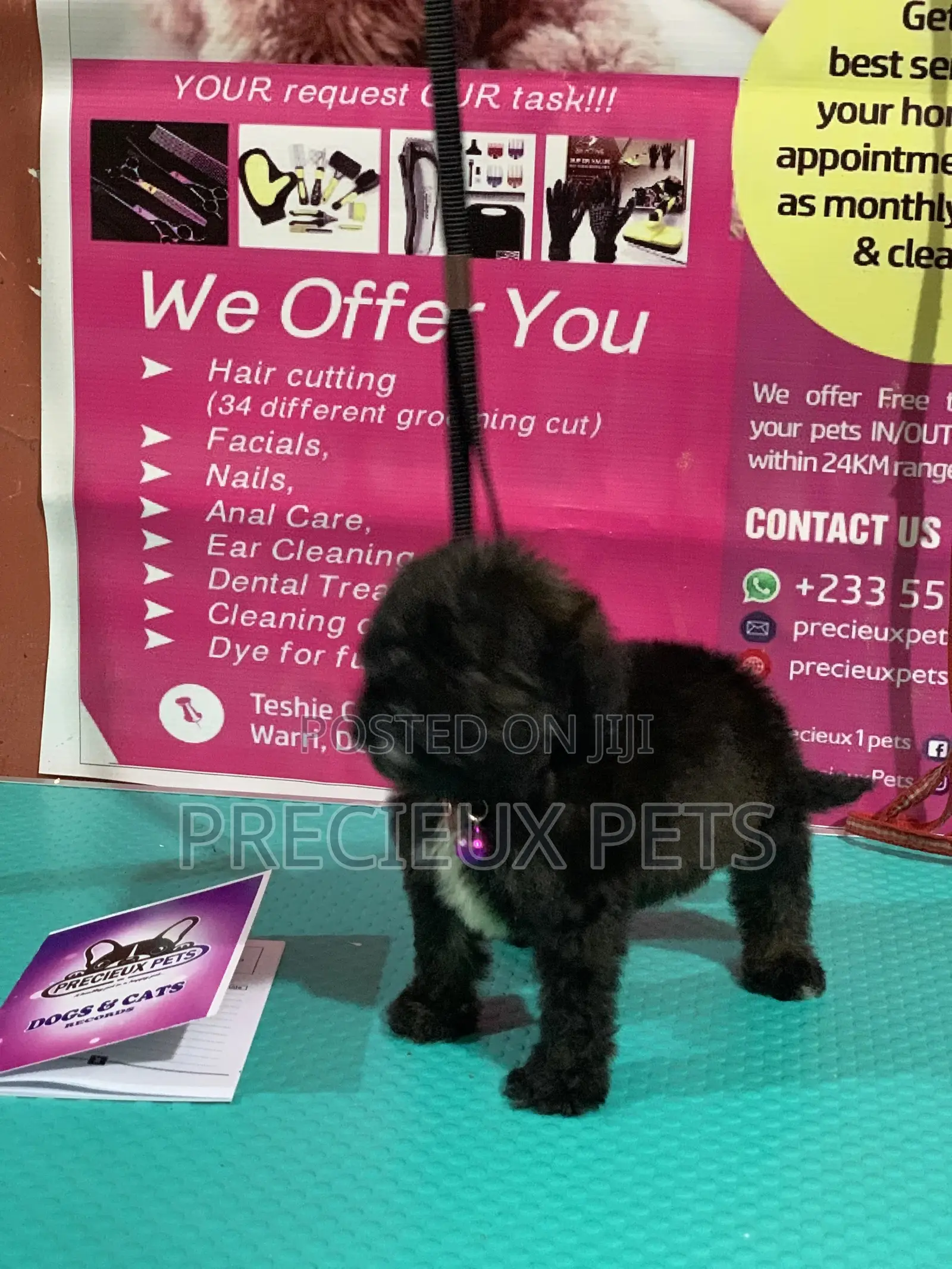 1-3 Month Female Purebred Poodle
