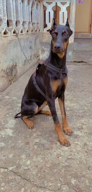6-12 Months Female Purebred Doberman Pinscher