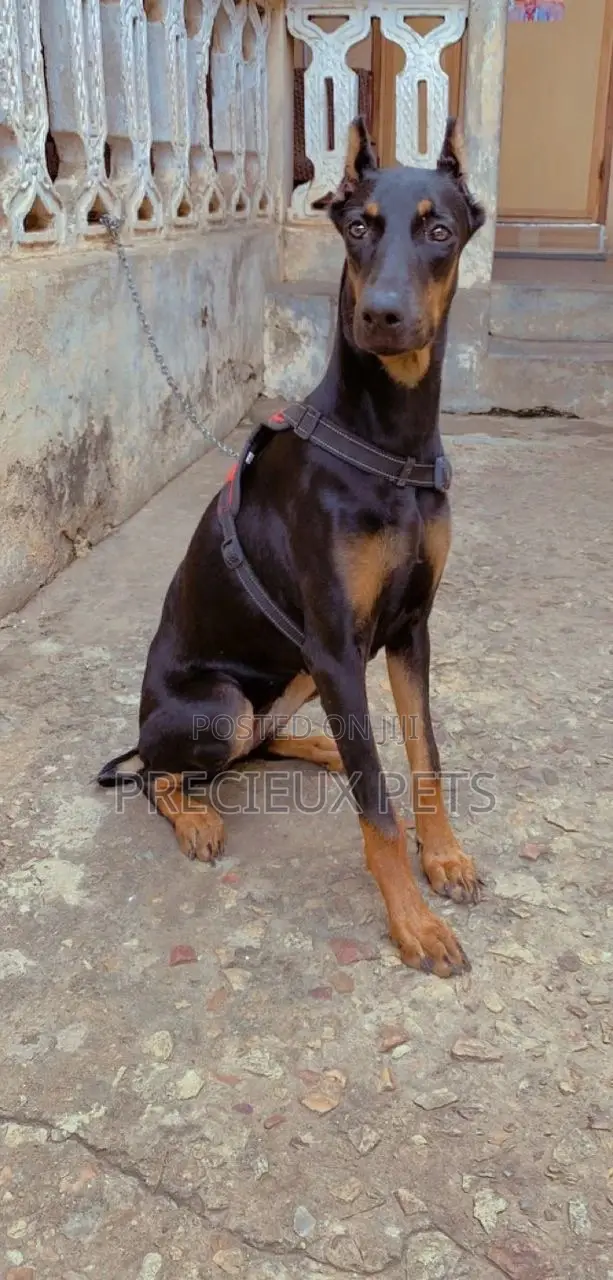 6-12 Months Female Purebred Doberman Pinscher