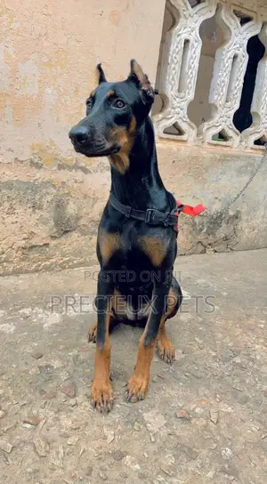 6-12 Months Female Purebred Doberman Pinscher