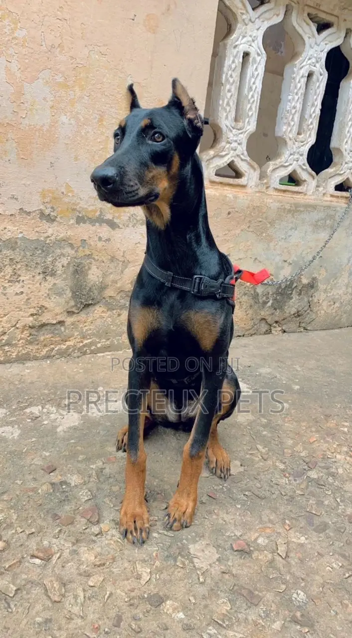 6-12 Months Female Purebred Doberman Pinscher