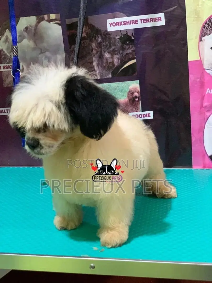 Puppy Grooming Services 0001