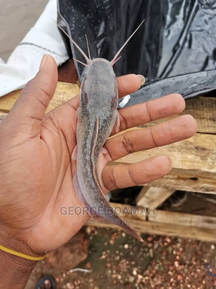 Catfish Fingerlings in Obuasi Municipal Farm Animals, Boamah