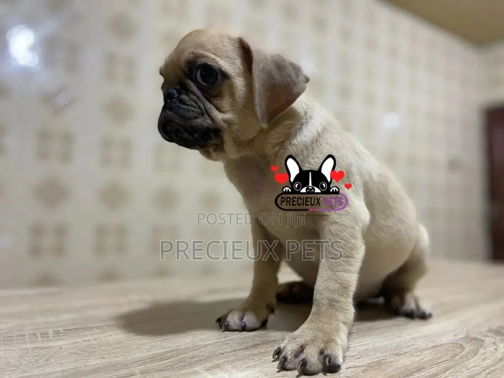 3-6 Month Male Purebred Pug