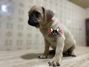 3-6 Month Male Purebred Pug