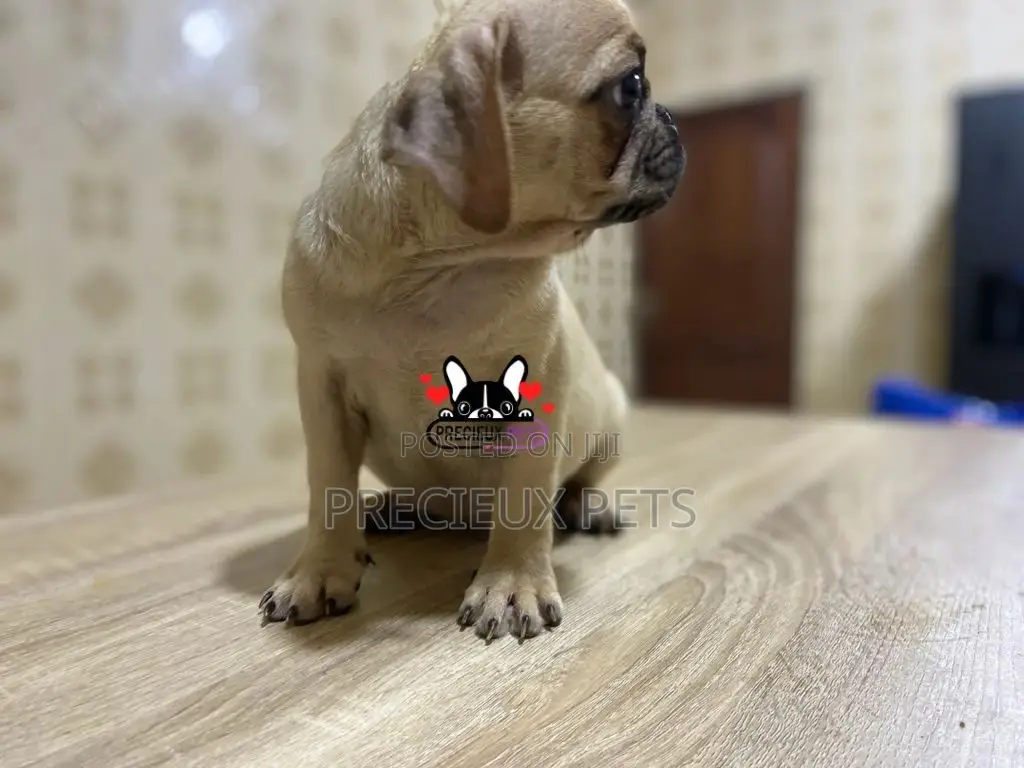 3-6 Month Male Purebred Pug