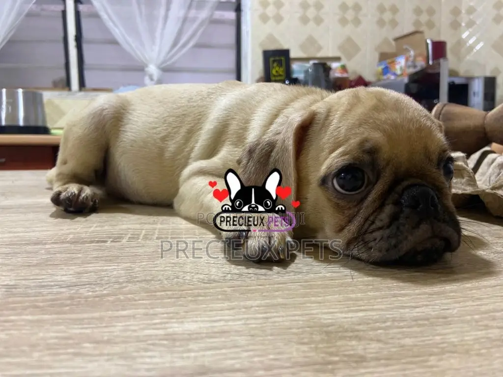 3-6 Month Male Purebred Pug