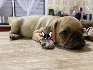 3-6 Month Male Purebred Pug