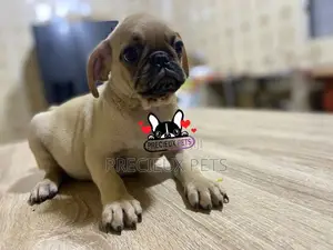 3-6 Month Male Purebred Pug