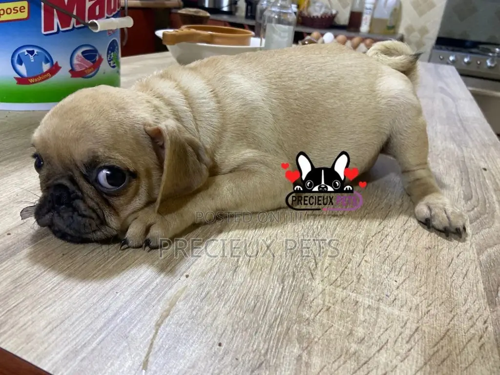 3-6 Month Male Purebred Pug