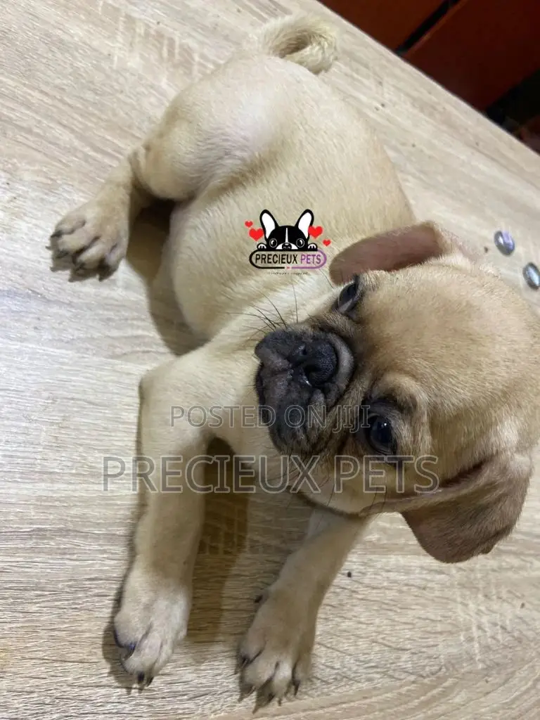 3-6 Month Male Purebred Pug