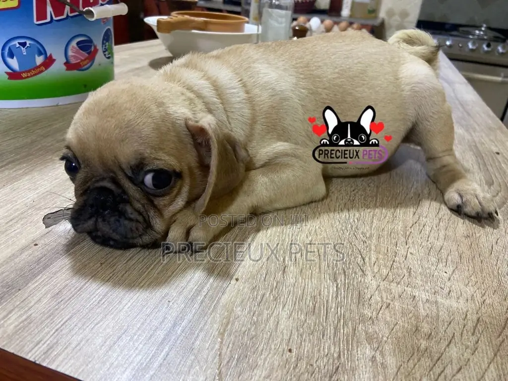 3-6 Month Male Purebred Pug