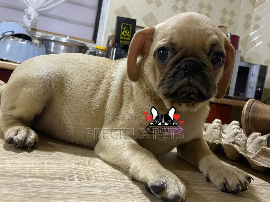 3-6 Month Male Purebred Pug