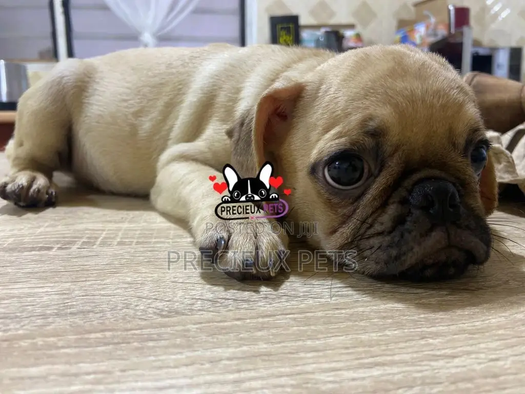 3-6 Month Male Purebred Pug