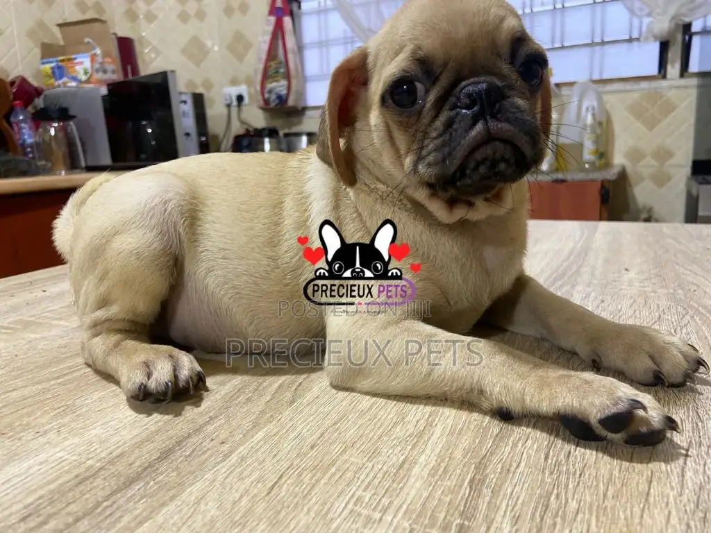 3-6 Month Male Purebred Pug
