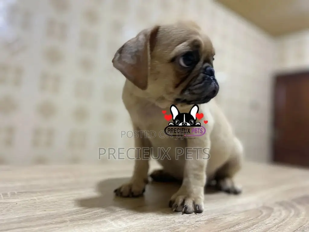 3-6 Month Male Purebred Pug