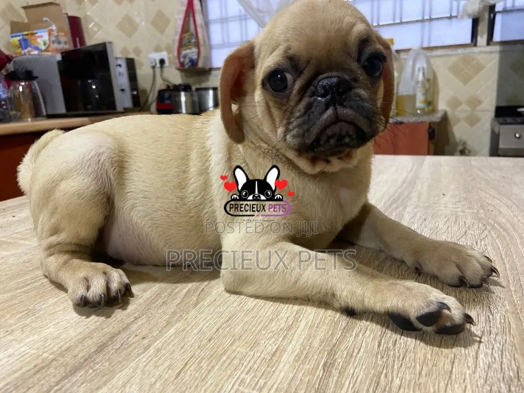 3-6 Month Male Purebred Pug