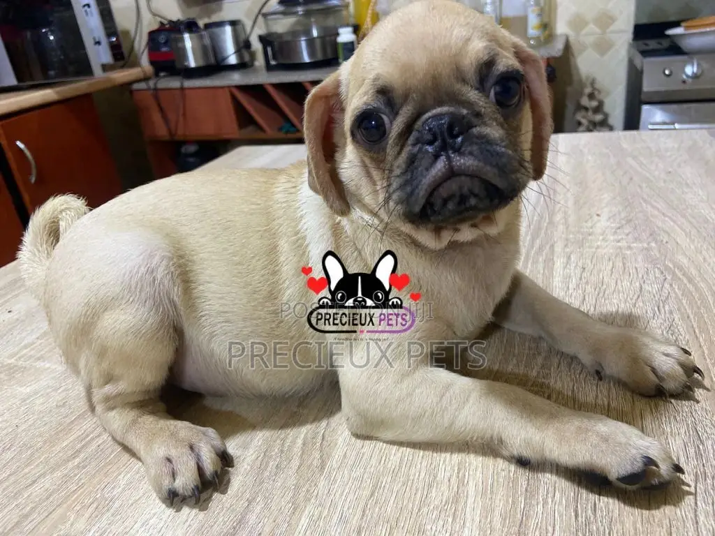 3-6 Month Male Purebred Pug
