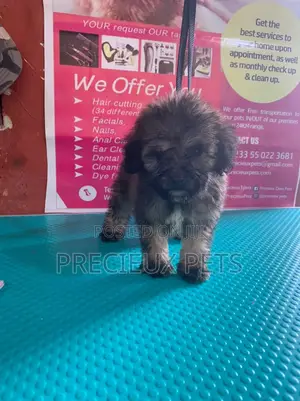 1-3 Months Male Purebred Poodle
