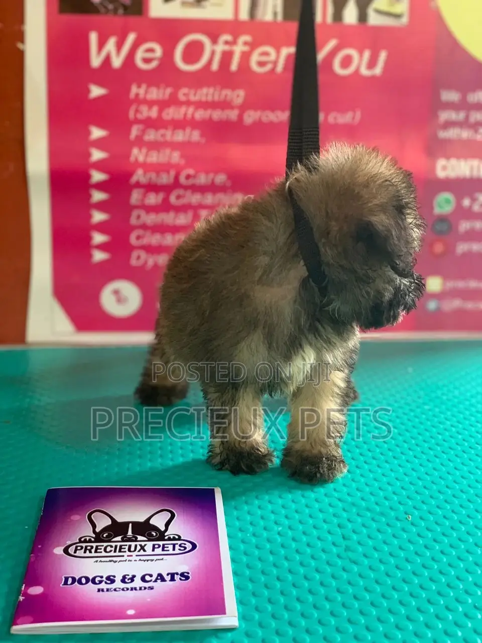1-3 Months Male Purebred Poodle