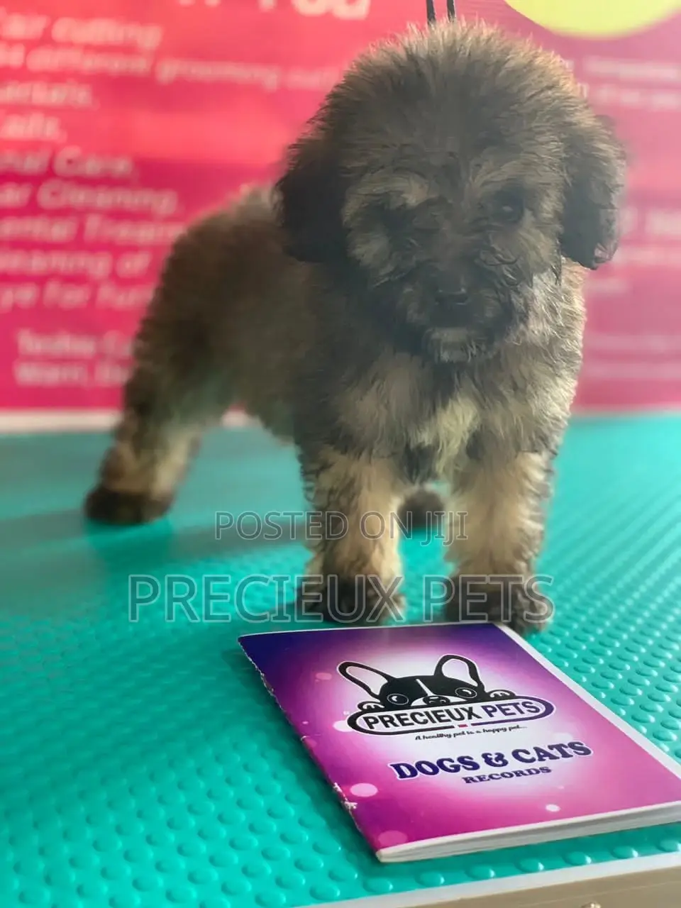 1-3 Months Male Purebred Poodle
