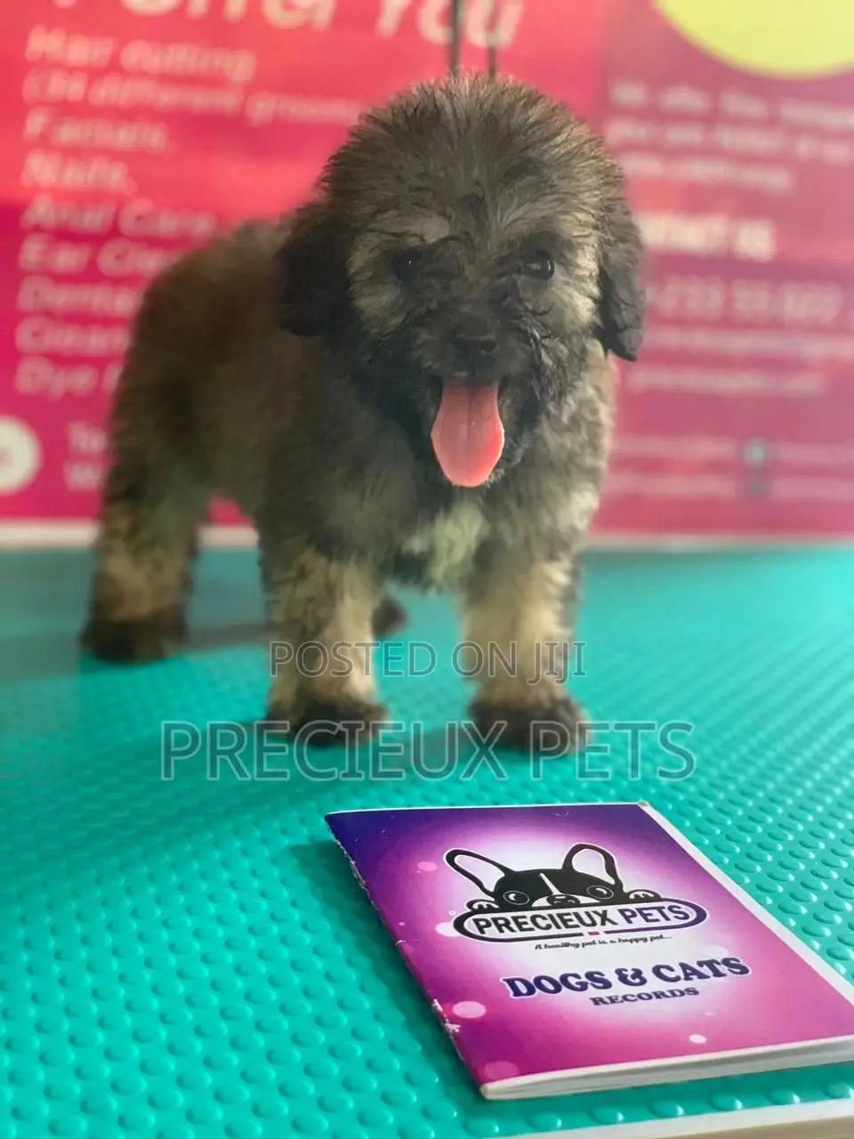 1-3 Months Male Purebred Poodle