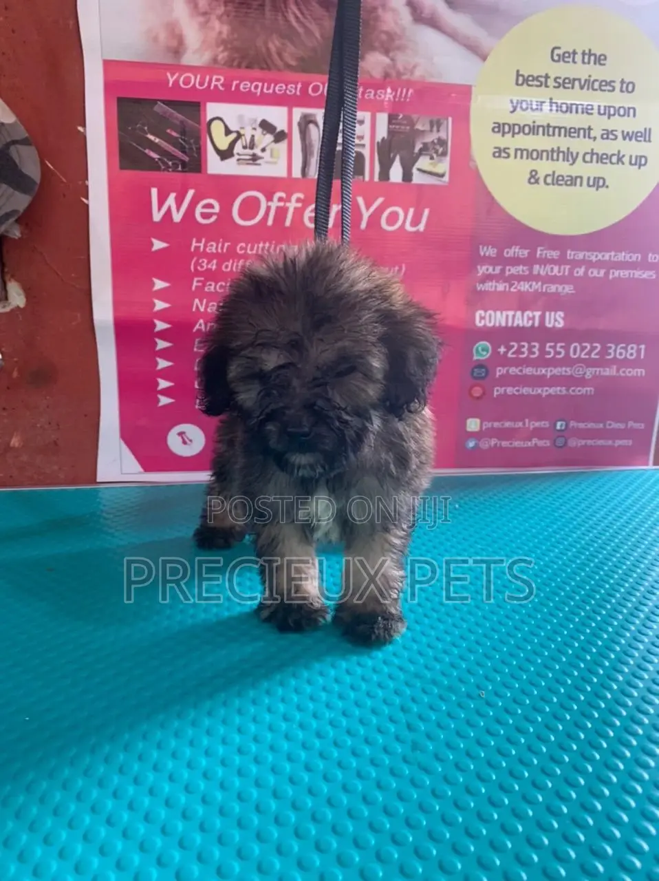 1-3 Months Male Purebred Poodle