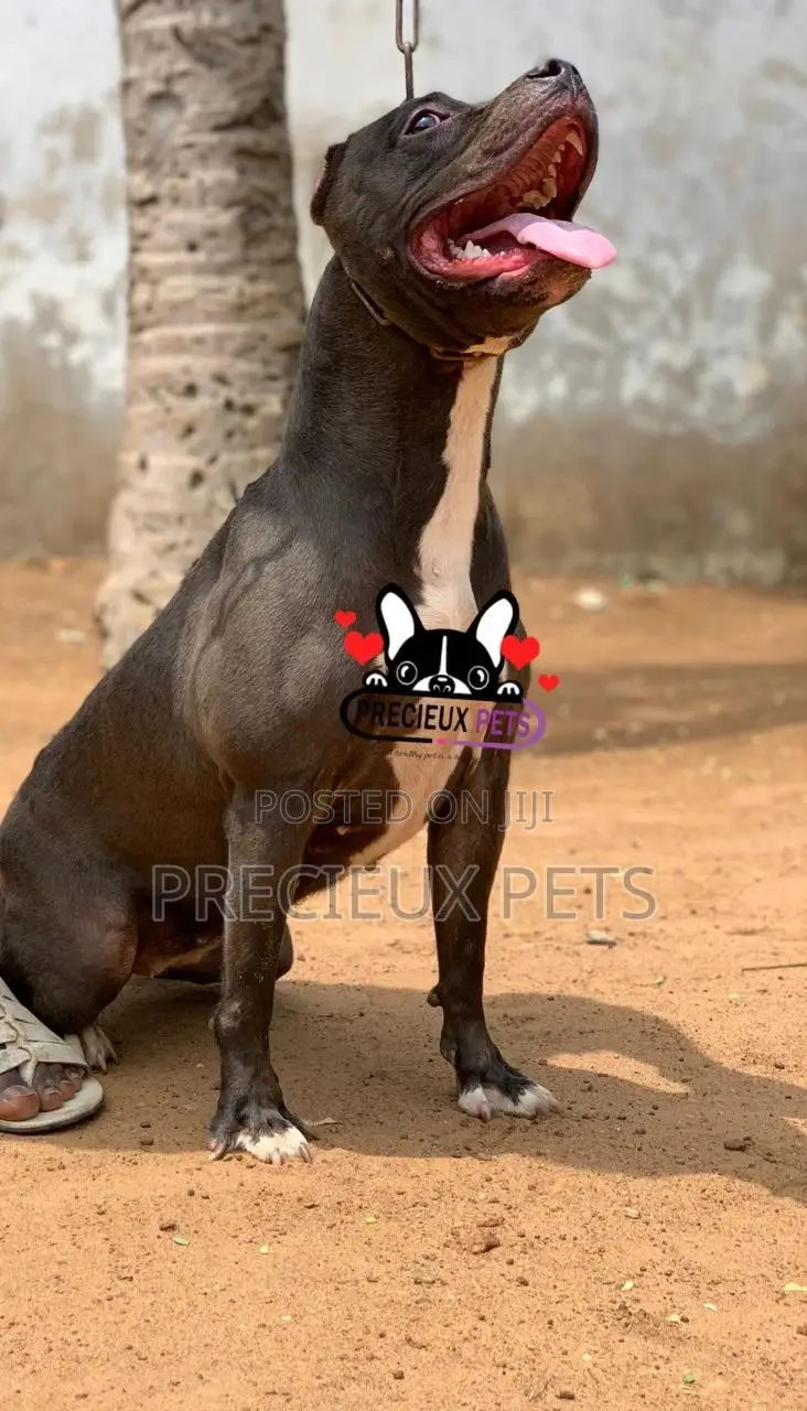 1+ Year Female Purebred American Pit Bull Terrier