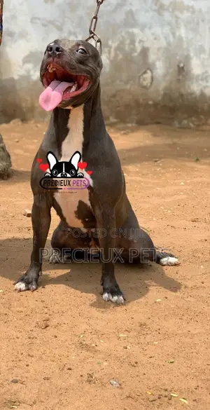 1+ Year Female Purebred American Pit Bull Terrier