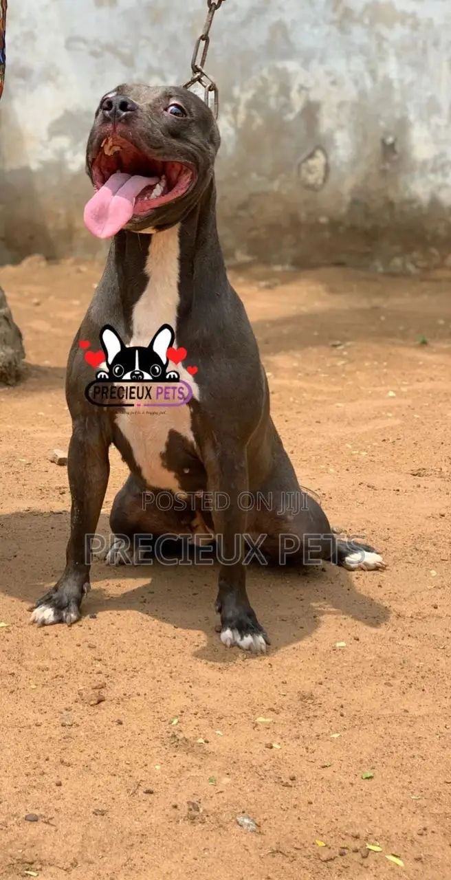 1+ Year Female Purebred American Pit Bull Terrier