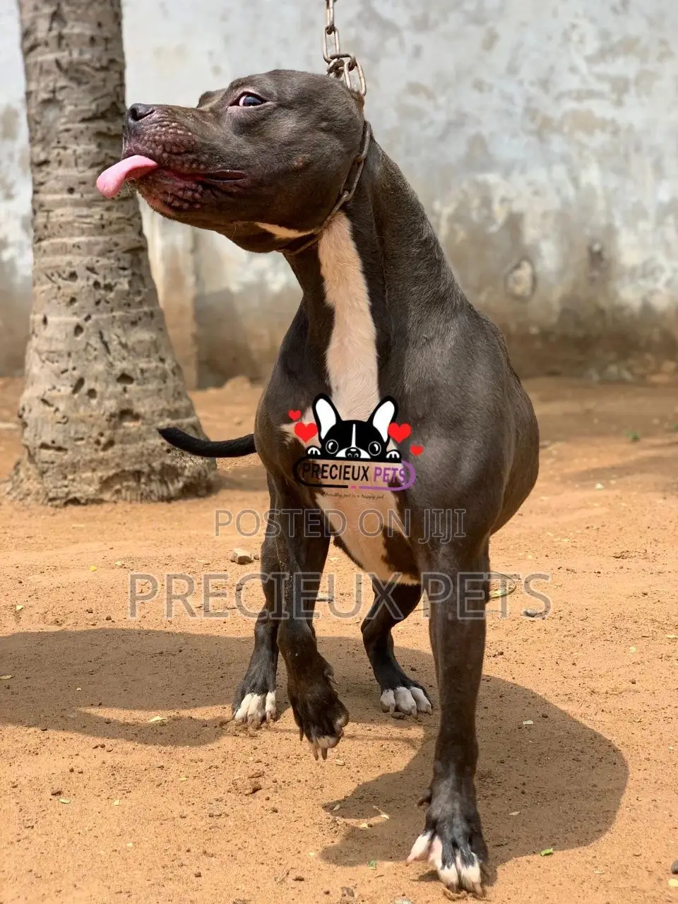 1+ Year Female Purebred American Pit Bull Terrier